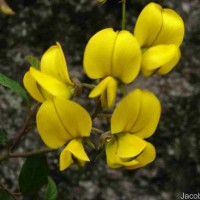 Crotalaria walkeri Arn.